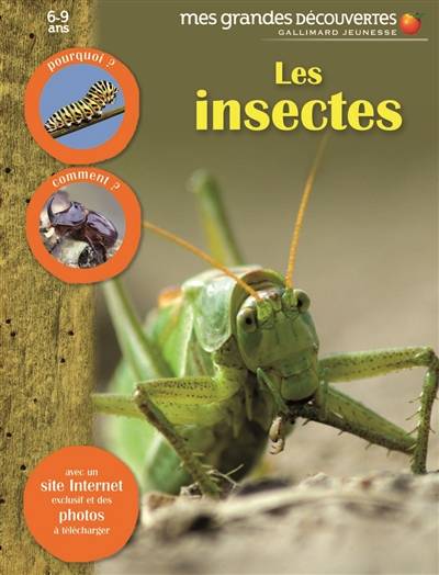 Les insectes | Marine Bellanger