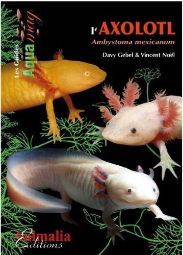 L'axolotl : ambystoma mexicanum | Davy Gebel, Vincent Noel